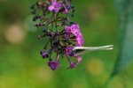 DSC_2833k.jpg