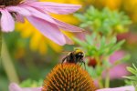 DSC_2864k.jpg