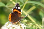 DSC_2419k.jpg