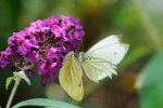 DSC_2659k.jpg
