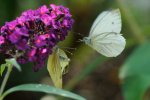 DSC_2661k.jpg