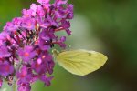 DSC_2665k.jpg