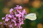 DSC_2836k.jpg
