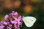DSC_2838k.jpg