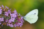 DSC_2839k.jpg