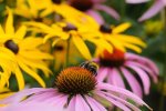 DSC_2871k.jpg