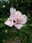 IMG_20130820_173058.jpg