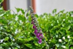 Irland_2013_0433.jpg