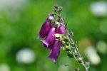 Irland_2013_0434.jpg