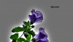 _DSC5093bk.jpg