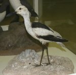 ReiherlÃ¤ufer.jpg