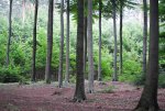 Wald.jpg