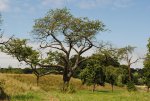 Baum.jpg