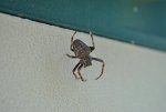 Spinne.jpg