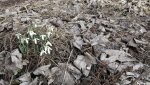 Der FrÃ¼hling ist da.jpg