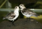 Sanderling.jpg