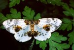 Ulmen-Harlekin.jpg