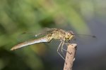 _DSC2043-2.jpg