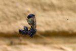 FlyPic (1).jpg