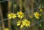 DSC05678_900.jpg