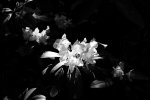 IMGP0871.jpg