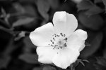 IMGP2537.jpg