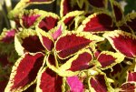 DSC05773_900.jpg