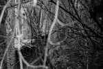 DSC00168.jpg