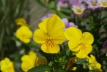 DSC05565_900.jpg