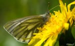 Schmetterling1.jpg