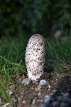 Pilz (bearbeitet) verkleinert.jpg
