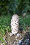 Pilz unbearbeitet verkleinert.jpg