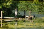 DSC_3484k.jpg