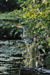 DSC_3506k.jpg