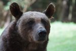 Braunbär 2.jpg