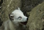Eisfuchs.jpg