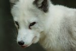 Eisfuchs 2.jpg