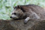 Waschbär.jpg
