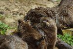 Otter.jpg