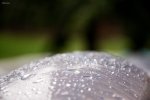_DSC5611bk.jpg