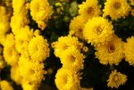 DSC05825_900.jpg