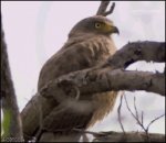 Hawk WTF.jpg