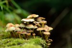 DSC_7727.jpg