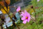 Lumix-G5-Shots-01.jpg