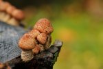 DSC_3583.jpg