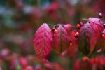 DSC_3646.jpg