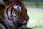 image13641.png