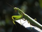 IMG_2409.JPG