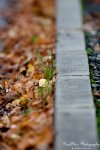 herbst.jpg
