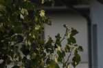 IMG_2318.jpg